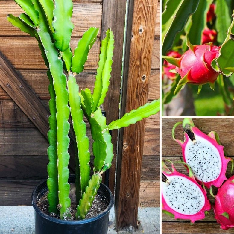 Rooted Dragon Fruit Plants ( 2-3' ft. Tall )