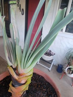 Rare Aloe Plicatillis Flower Succulent "FAN" Plant