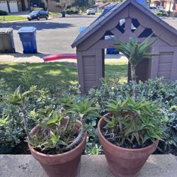 Pair Of Succulents For Sale 