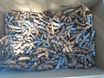 Fresh Tamarind Pods – Sweet & Tangy Tropical Fruit
