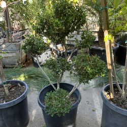 Japanese Boxwood Topiary Bonsai  15gal 