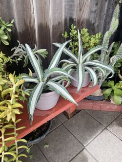 Agaves And Succulent Plants