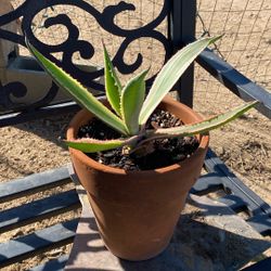 Agave Plant 