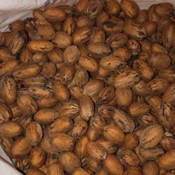Fresh Pecans 