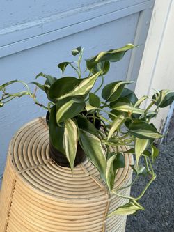 Philodendron Silver Stripe