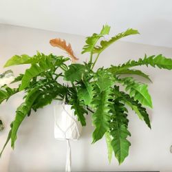 Philodendron JUNGLE BOOGiE XL Plant In 10" Pot 