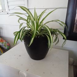 Spired Plant 25 Inc High 