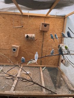 Cage