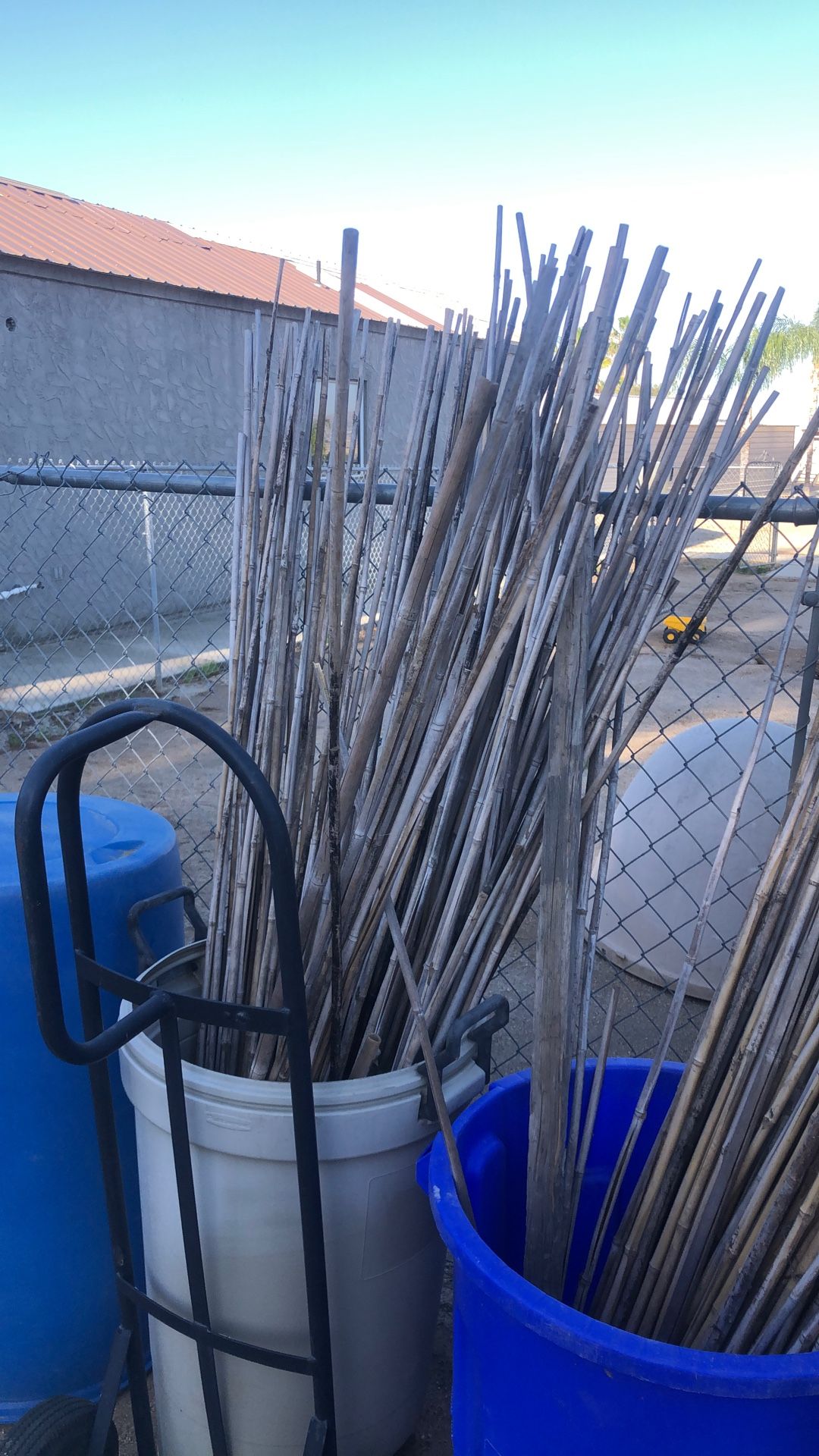 100’s Of Bamboo Plant Stakes 6’ Tall