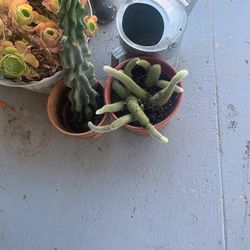 Monkey Tails