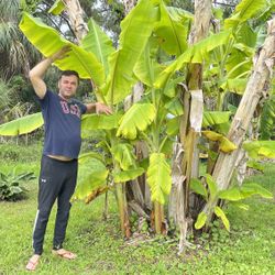 Banana Plant 