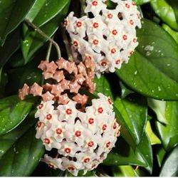 Hoya Carnosa, Wax Plant, Porcelainflower - Drought-Tolerant - Rare Perennial Ball Orchid Flower