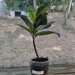 Ficus Shivereana Moonshine Plant 