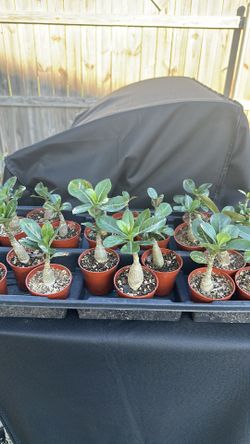 Desert Rose ( Rosa del desierto)