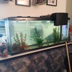 Fish Tank