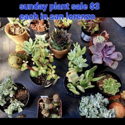 SUCCULENT PLANT SALE ON SUNDAY FROM 1PM TO 4PM IN SAN LORENZO  