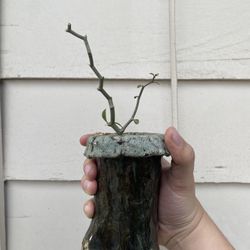 Decarya madagascariensis