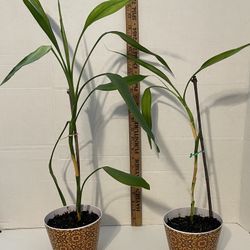 Bamboo Plants