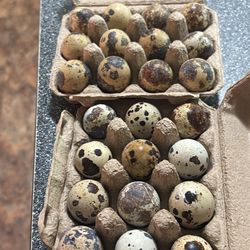 Quail Eggs 