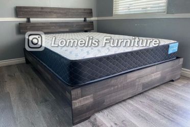 King Grey Aticus with Ortho Matres!!