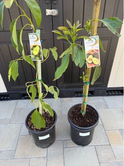 Everde Growers Zutano and Hass Avocado Trees $30 each or both for $50