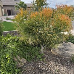 Freshly Cut  Firestick Trees! 