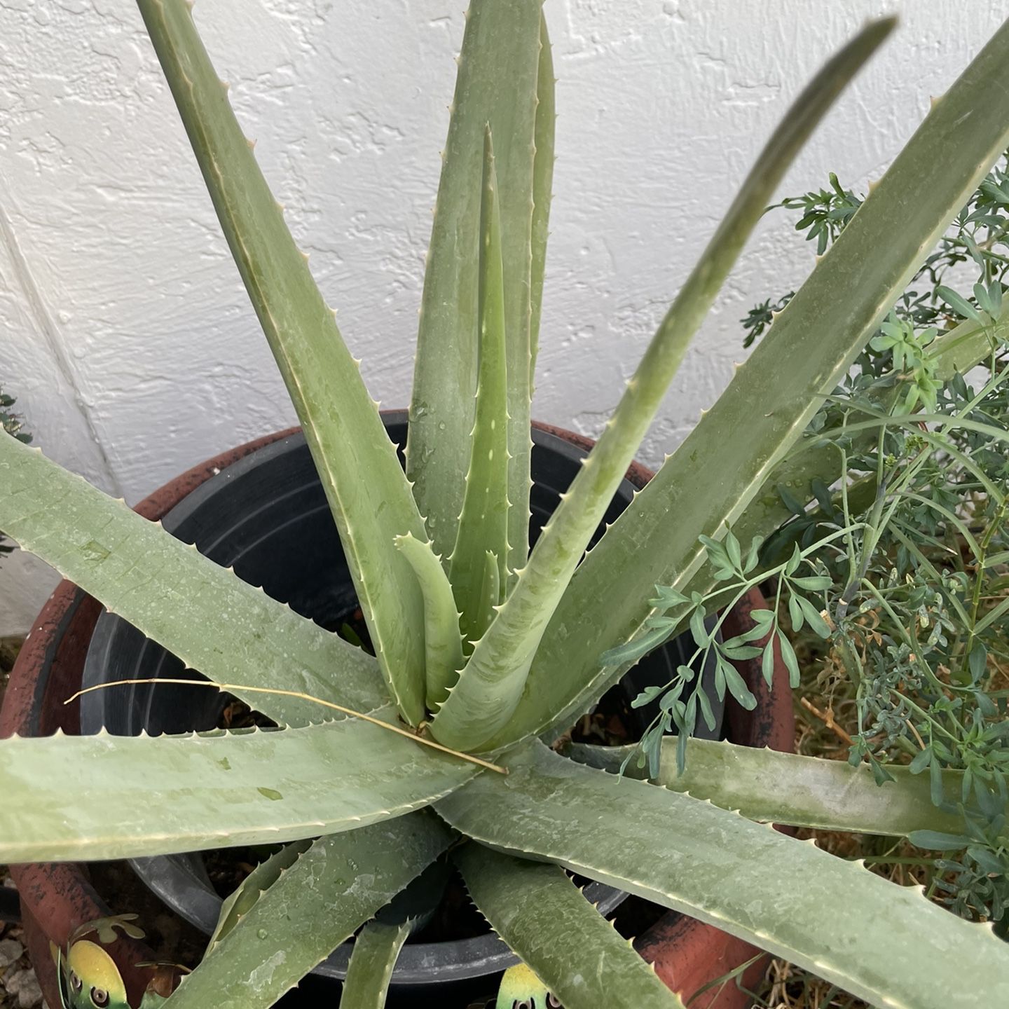 Jarra para calentar agua for Sale in Las Vegas, NV - OfferUp