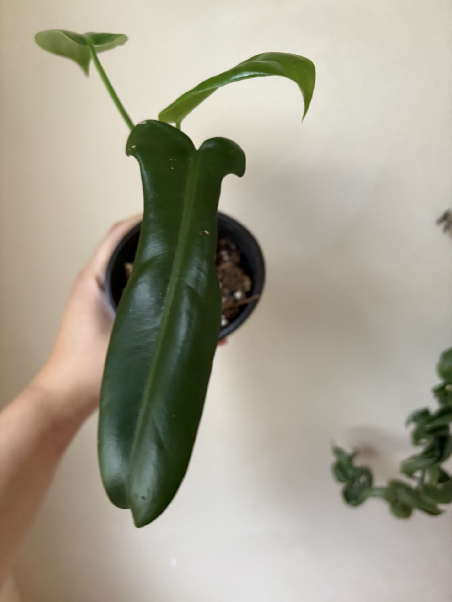 Philodendron Jerry Horne Plant