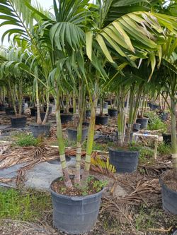 Christmas Palm tree Instant privacy hedge for fence