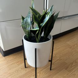 2 Artificial Snake Plants