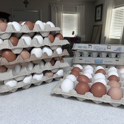 Fresh Eggs