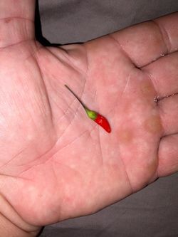 Miniature pepper took from Asian restaurant