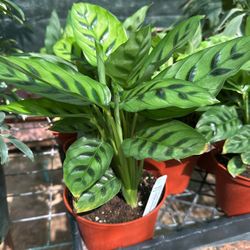 In And Out Dore Plants 