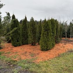 Emerald Green Arborvitae