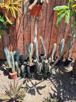 Blue cactus