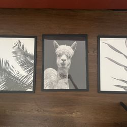 Frames 