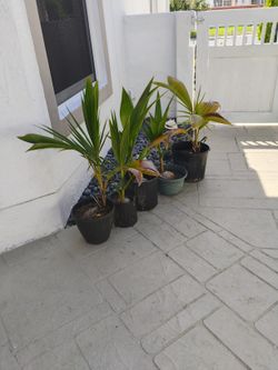Coconut Palms In MARGATE 