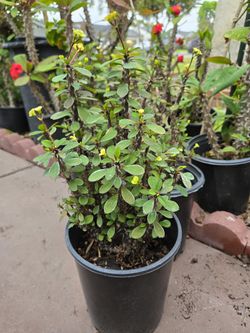 Crown of Thorns, Mini Flowers, One Gallon Pot