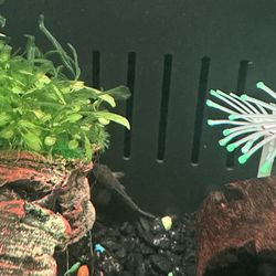 Fish Tank 5 Gallon And 2 Fish 