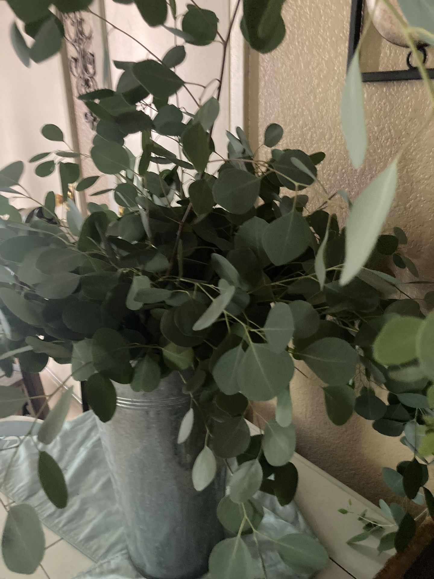 Fresh Eucalyptus For Wedding Or Party Decor