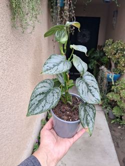 Philodendron BRANDTIANUM Plant $25