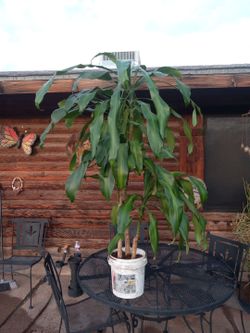 Plant