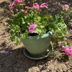 Gorgeous Mothers Day Gift Plant