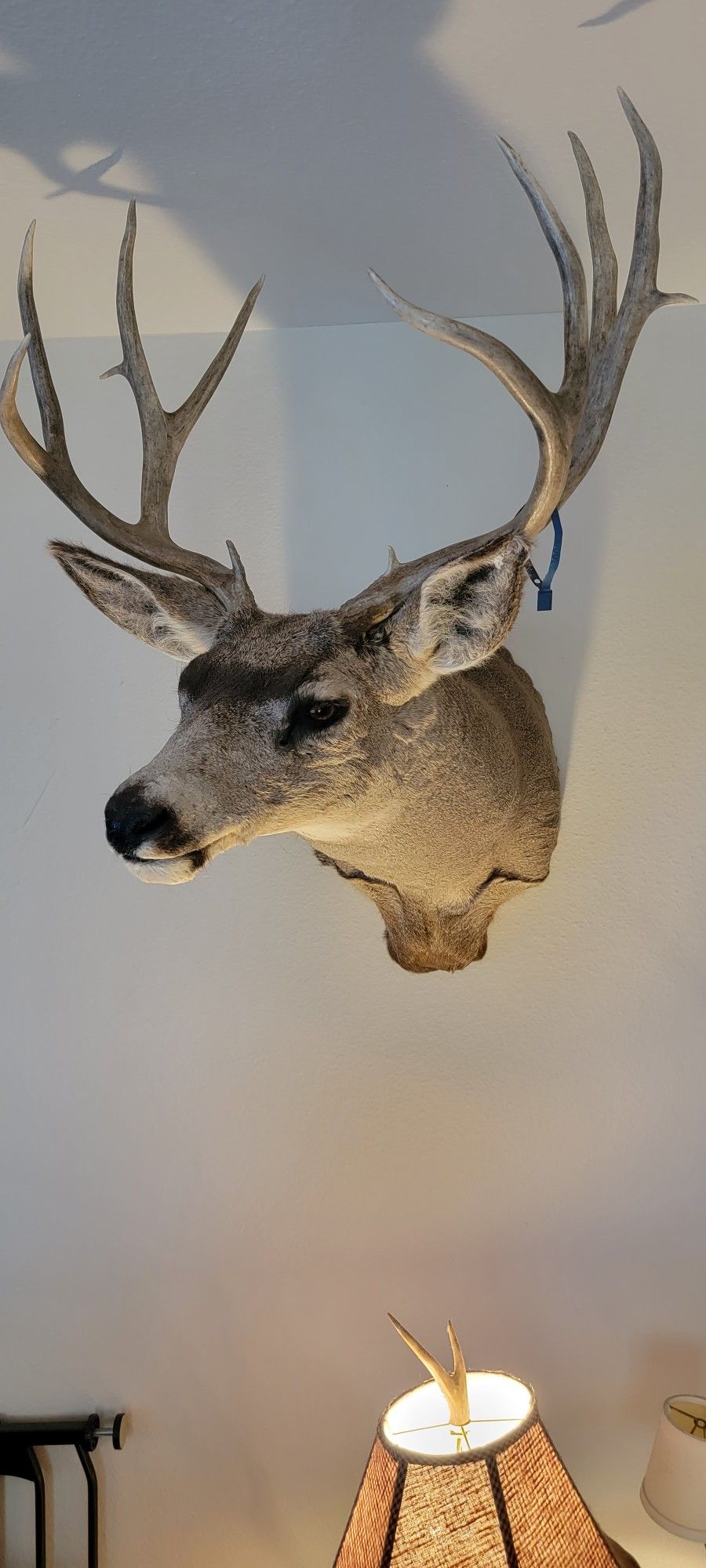 Mule Deer Shoulder Mount