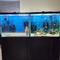 Asking $850 OBO Dual Tall 75 Gallon Aquarium On A 150 Gallon Stand