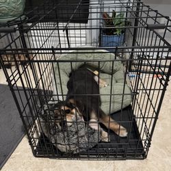Kennel For Puppy 