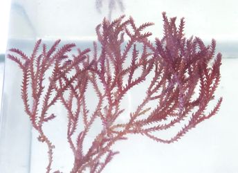 red razor frag
