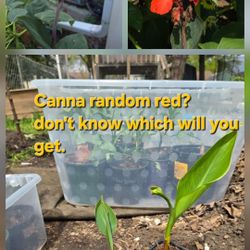 Canna Red