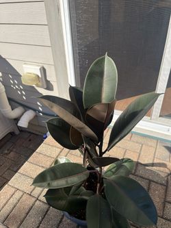 Plants