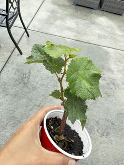 Organic Kyoho Grapes Plant 